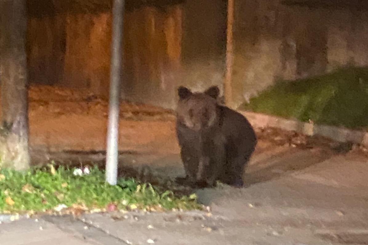 L'orsetto di Gorizia torna in forze, nodi da sciogliere sulla sua liberazione